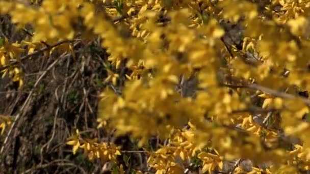 Flores em árvores em Coréia — Vídeo de Stock