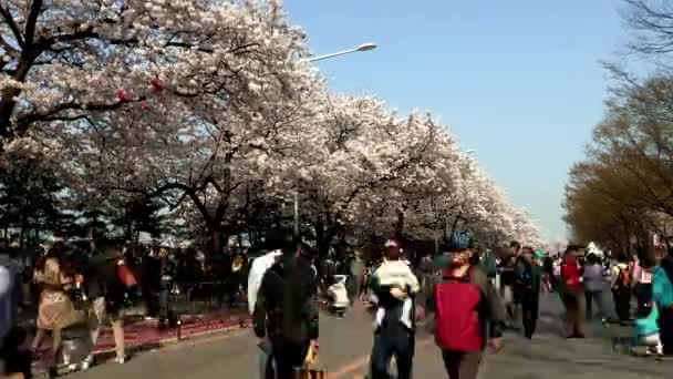 Persone che camminano sotto gli alberi di fiori — Video Stock