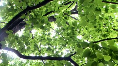 Ağaçlar orman ve gök yeşil yaprak