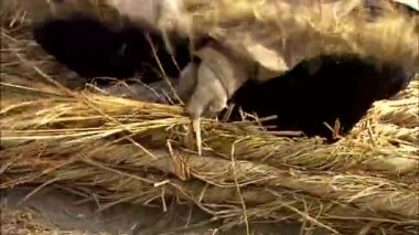 Korece closeup adamım yapma dev ip gündüz, Samcheok, Gangwon-Do, Güney Kore.