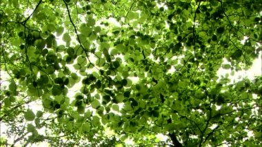 Ağaçlar orman ve gök yeşil yaprak