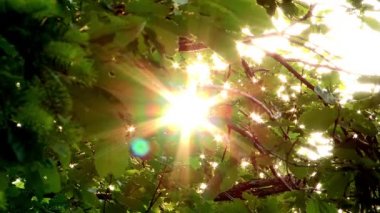 Park yeşil yaprakların görünümü kırpılmış