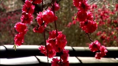 Kırmızı çiçekli, arka plan bulanık rüzgarlı şube closeup görünümü