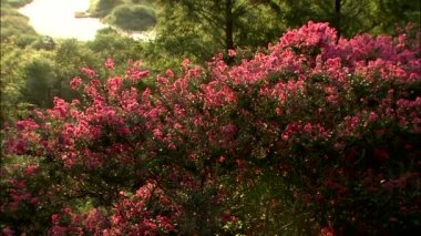 ısmarlayarak ormandaki nehir kıyısında güneşli gün yakınlarındaki tepe üzerinde pembe çiçekli ağaçlar   