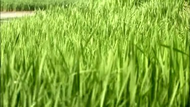 Closeup görünüm güneş ışığı ile rüzgarlı parlak yeşil çimen