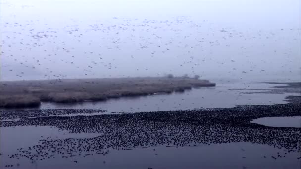 Landscape with migratory birds — Stock Video