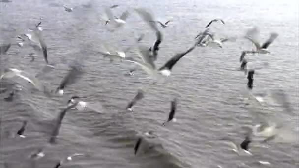 Troupeau d'oiseaux survolant la source d'eau — Video