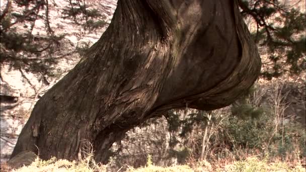 Vista Cerca Del Árbol Con Ramas Ventosas Fondo — Vídeos de Stock