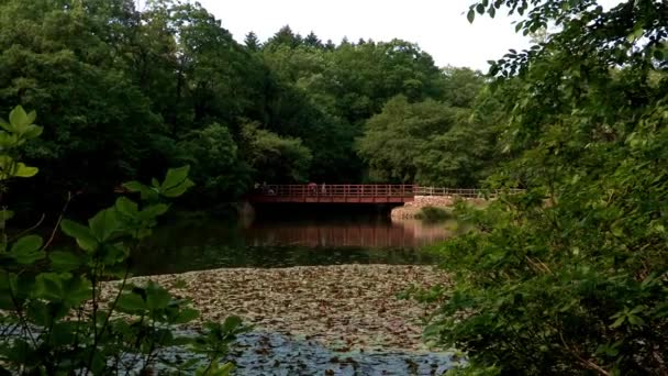 Paisaje de estanque en arboreto en Corea — Vídeos de Stock