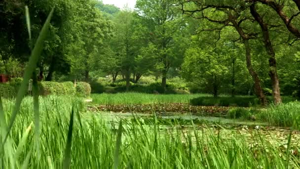Pond with lotus leaves in Korea Arboretum — Stock Video