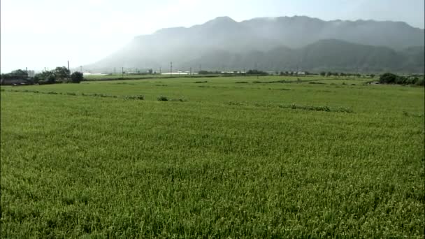 Pan Tiro Campo Verde Coreia Sul Com Montanhas Fundo — Vídeo de Stock