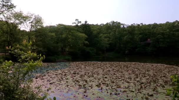 Landschap van de vijver in arboretum in Korea — Stockvideo