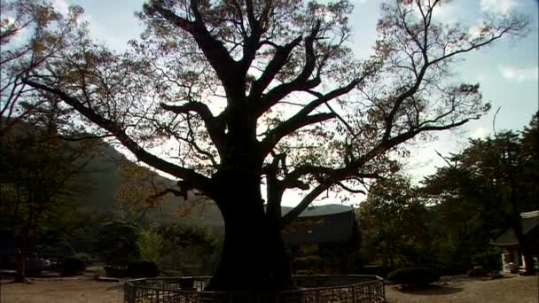 Árvore Pátio Templo Coreano Tradicional Com Montanhistas Céu Nublado Fundo — Vídeo de Stock