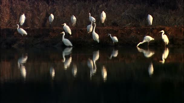 一群美丽的白鹭鸟 — 图库视频影像