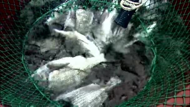 Filet de pêche avec poissons vivants — Video