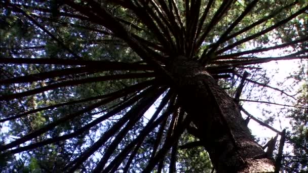 Onderaanzicht Van Takken Grote Boom Met Bewolkte Blauwe Hemel Achtergrond — Stockvideo