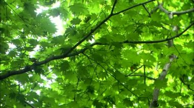 Jinan-gun, Jeonbuk, Kore parlak bahar dallarında