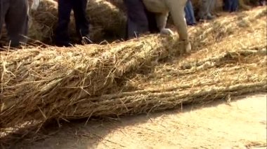 Samcheok, Gangwon-Do, Güney Kore - Temmuz 2007 yaklaşık: Doğu deniz Kore, closeup kişi dev ip yapma.