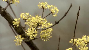 Gurye-si,: Jeollanam-do Eyaleti, Kore bahar çiçek