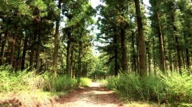 Jeju Adası'nın ormanda yol