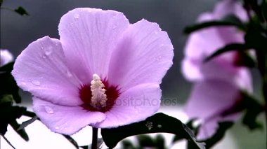 Pembe Gül of sharon ile su damlaları