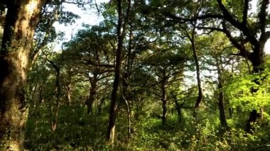 güzel orman Jeju-ada