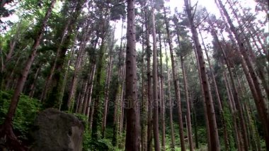 Dağ ormanında yeşil ağaçlar