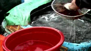 Sokcho-si, Gangwon-do, Kore satmaktan calamaries hazırlanıyor