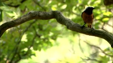 ağaç dalı ormandaki güneşli gün oturup şirin kuş 