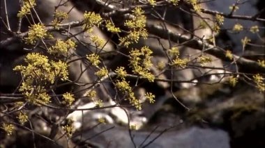 Gurye-si,: Jeollanam-do Eyaleti, Kore kızılcık kiraz Görünümü Kapat