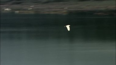 kuşlar Seomjingang shore Nehri üzerinde