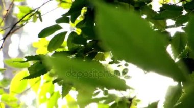 Park yeşil yaprakların görünümü kırpılmış 