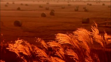 Rüzgarlı çavdar sapları üzerinde ön plan alanıyla sırasında günbatımı hasat 