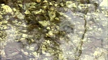 şeffaf deniz wate balık