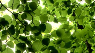 Ağaçlar orman ve gök yeşil yaprak