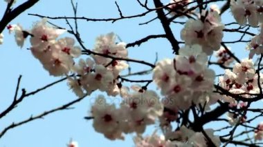 güzel ağaç dalları ile kiraz çiçeği