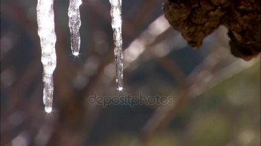 Buz sarkıtları üzerinden su damlar
