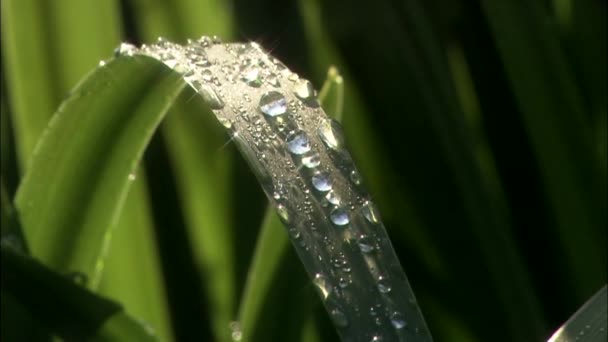 在植物叶片上的闪亮露水 — 图库视频影像