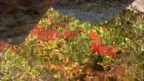 Reflejo de hojas verdes y rojas en el agua — Vídeos de Stock