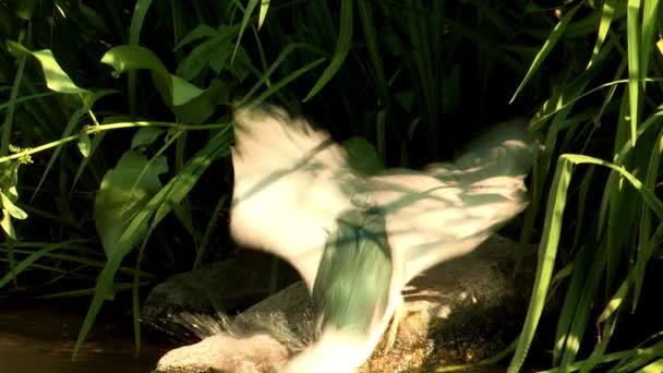 capture d'oiseaux poissons dans l'eau du ruisseau 