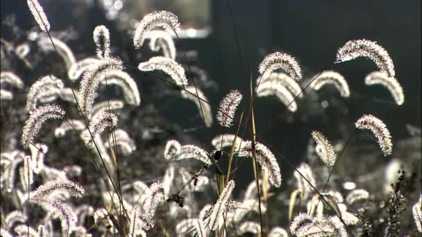 Foxtail Cebada Sobre Fondo Borroso Gangjin Gun Provincia Jeollanam Corea — Vídeos de Stock