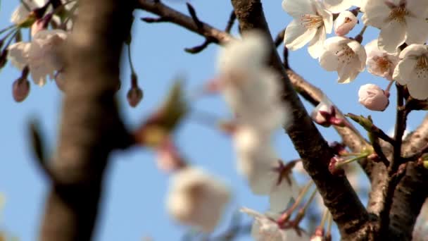 Hermosas ramas de árboles con flor de cerezo — Vídeos de Stock