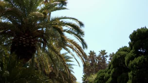 Weg mit Palmen auf der Insel Jeju — Stockvideo