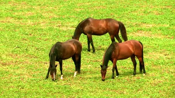 Hästar betar på grön äng — Stockvideo