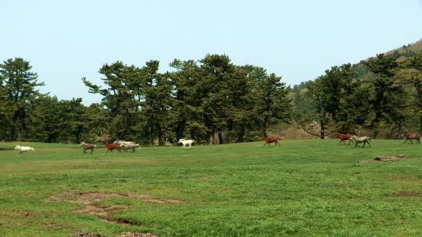 Лошади бегут по зеленому лугу — стоковое видео