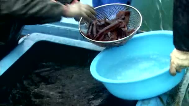 Mann zieht Fische aus Metallgitter — Stockvideo