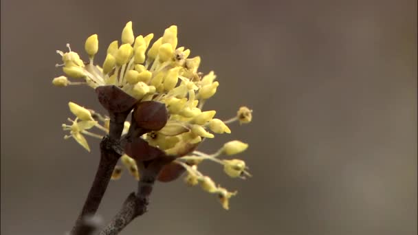 Желтый цветок острова Чеджу — стоковое видео