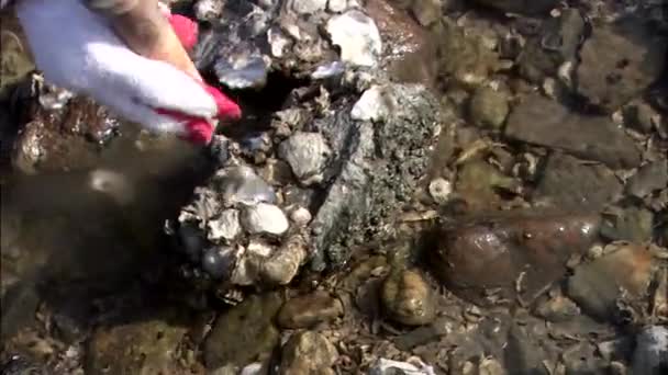 Крупный План Руки Специальным Инструментом Вытаскивающим Моллюсков Ракушек Среди Камней — стоковое видео