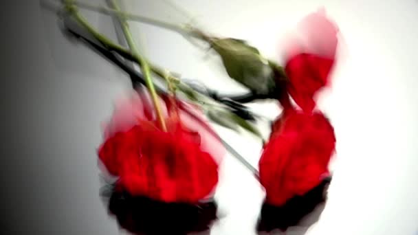 Tombé Bouquet Roses Rouges Sur Fond Gris — Video