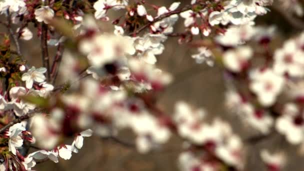 Hermosas ramas de árboles con flor de cerezo — Vídeo de stock